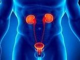 Urologia